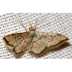 /filer/webapps/moths/media/images/S/sublimbaria_Idaea_A_Braun_09.jpg