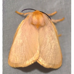 /filer/webapps/moths/media/images/I/isabellina_Chrysopoloma_F_Heyns_01.jpg