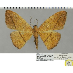 /filer/webapps/moths/media/images/S/sexcornuta_Milocera_PTF_ZSM.jpg