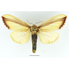 /filer/webapps/moths/media/images/V/vittata_Antheua_AF_Basquin_01.jpg