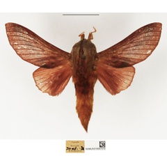 /filer/webapps/moths/media/images/P/papyri_Pachytrina_AM_NHMUK_01.jpg