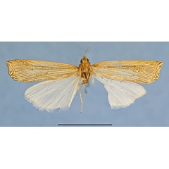 /filer/webapps/moths/media/images/A/audeoudi_HT.jpg