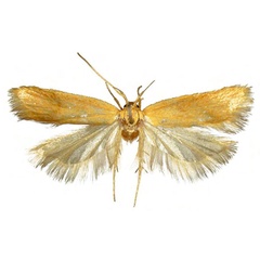 /filer/webapps/moths/media/images/C/crococorypha_Eridachtha_HT_NHMUK.jpg