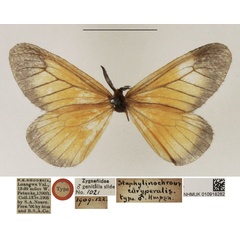 /filer/webapps/moths/media/images/E/euryperalis_Staphylinochrous_HT_NHMUK.jpg
