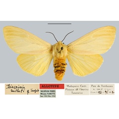 /filer/webapps/moths/media/images/M/milloti_Diacrisia_AT_MNHN.jpg