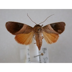 /filer/webapps/moths/media/images/V/veluta_Aiteta_A_Revell.jpg