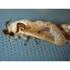 /filer/webapps/moths/media/images/J/jansei_Streblote_A_Roland.jpg
