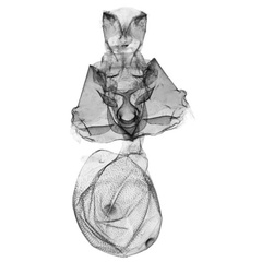 /filer/webapps/moths/media/images/S/spatulata_Siccasura_GFPT_ANHRT-6122.jpg