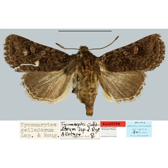 /filer/webapps/moths/media/images/G/gelladarum_Tycomarptes_AT_MNHN.jpg