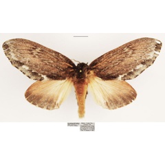 /filer/webapps/moths/media/images/D/dogma_Lasiocesa_AF_TMSA_02.jpg