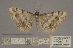 Chiasmia calvifrons
