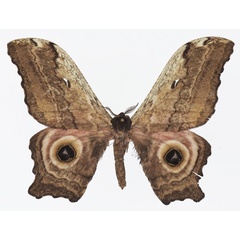 /filer/webapps/moths/media/images/E/ethra_Athletes_AM_Basquin_04.jpg