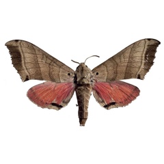 /filer/webapps/moths/media/images/A/angelika_Rufoclanis_AT_EMEMa.jpg
