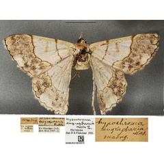 /filer/webapps/moths/media/images/E/eugrapharia_Hypochroma_HT_BMNH.jpg