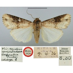 /filer/webapps/moths/media/images/E/elaphrodes_Micragrotis_HT_BMNH.jpg