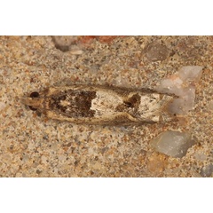 /filer/webapps/moths/media/images/P/plebejana_Crocidosema_A_Heynsa.jpg