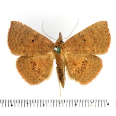 /filer/webapps/moths/media/images/A/adspersa_Attonda_AF_BMNH_01.jpg
