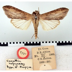 /filer/webapps/moths/media/images/R/rufescens_Cucullia_HT_BMNH.jpg