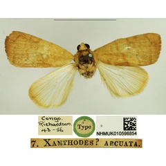 /filer/webapps/moths/media/images/A/arcuata_Xanthodes_HT_NHMUK.jpg