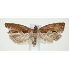 /filer/webapps/moths/media/images/T/truncana_Cosmetra_PT_NHMO.jpg