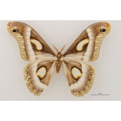 /filer/webapps/moths/media/images/C/cadioui_Epiphora_HT_RBINS_02.jpg