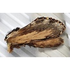 /filer/webapps/moths/media/images/T/truncatum_Braura_A_Braun_06_BVzSfhq.jpg