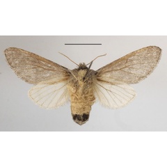 /filer/webapps/moths/media/images/P/pergrisea_Epicerura_AF_MGCLb_03.JPG