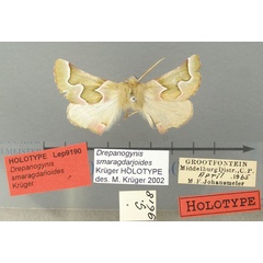 /filer/webapps/moths/media/images/S/smaragdarioides_Drepanogynis_HT_TMSA.jpg