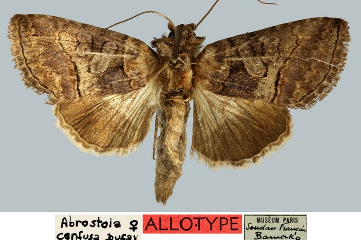 /filer/webapps/moths/media/images/C/confusa_Abrostola_AT_MNHN.jpg