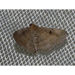 /filer/webapps/moths/media/images/D/discipuncta_Blasticorhinus_A_Goff_02.JPG