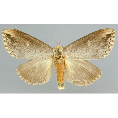 /filer/webapps/moths/media/images/L/lydenburgi_Phalera_A_RMCA_02.jpg