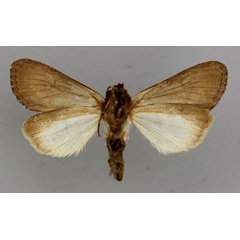 /filer/webapps/moths/media/images/C/crini_Brithys_A_RMCA_04.jpg