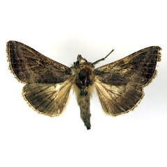 /filer/webapps/moths/media/images/S/spoliata_Thysanoplusia_A_RMCA.jpg