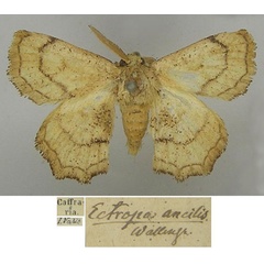 /filer/webapps/moths/media/images/A/ancilis_Ectropa_HT_SNHM_U1xPE5d.jpg