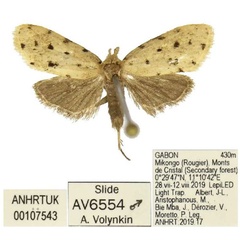 /filer/webapps/moths/media/images/K/kastanota_Siccia_HT_ANHRT.jpg