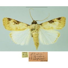 /filer/webapps/moths/media/images/L/legrandi_Audea_HT_MSNM.jpg