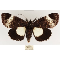 /filer/webapps/moths/media/images/M/melanoleuca_Lophonotidia_AF_TMSA_03.jpg