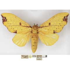 /filer/webapps/moths/media/images/R/regalis_Hypotrabala_PTF_NHMUK_01.jpg