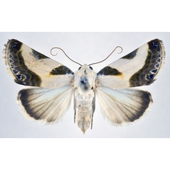 /filer/webapps/moths/media/images/P/peksi_Acontia_AF_NHMO.jpg