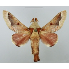 /filer/webapps/moths/media/images/P/pancala_Streblote_AM_TMSA_03.jpg