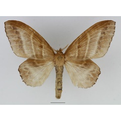 /filer/webapps/moths/media/images/V/venosa_Bombycopsis_AF_Basquin_01.jpg