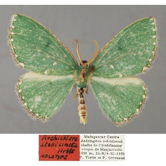 /filer/webapps/moths/media/images/S/stellicincta_Archichlora_HT_ZSM_01.jpg