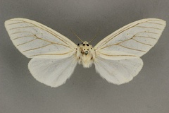 Dubatolovia atrivena