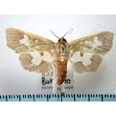 /filer/webapps/moths/media/images/D/dariusalis_Eporidia_A_Revell.jpg