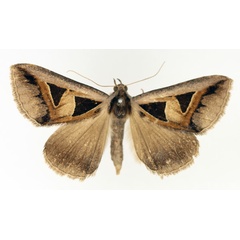 /filer/webapps/moths/media/images/M/microgonia_Grammodes_AM_TMSA_03.jpg