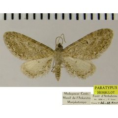 /filer/webapps/moths/media/images/M/multiplex_Eupithecia_PTF_ZSM_01.jpg