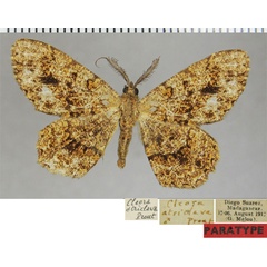 /filer/webapps/moths/media/images/A/atriclava_Cleora_PTM_ZSMa.jpg