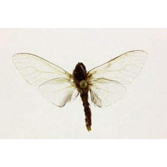 /filer/webapps/moths/media/images/J/junodi_Kotochalia_A_RMCA.jpg