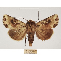 /filer/webapps/moths/media/images/N/natalensis_Mythimna_AM_TMSA_01.jpg