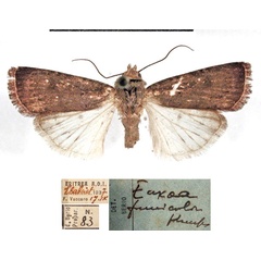 /filer/webapps/moths/media/images/F/fumicolor_Amazonides_AM_MSNM.jpg